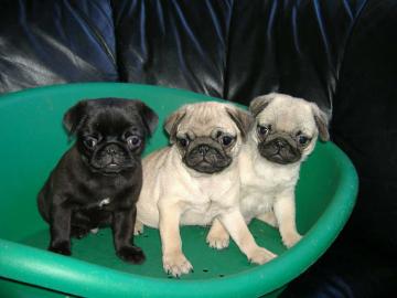 Mops -Welpen Beige und Schwarz 130EUR