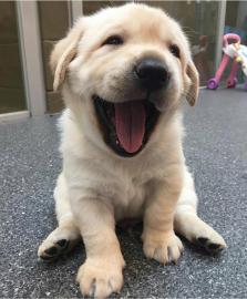Liebevolle Golden Retriever Welpen f�r R