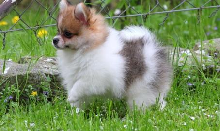Adorable Pommerschen Babys mit Papieren