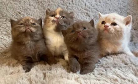 Unsere wundersch�nen Britisch-Kurzhaar-K