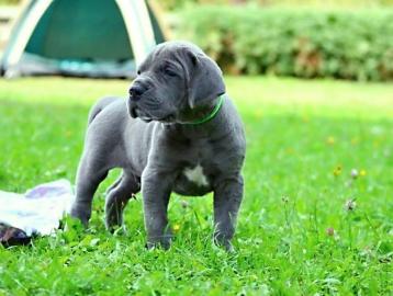 Deutsche Dogge Blau