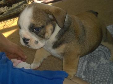 Wundersch�ne Bulldogge Welpen mit Papier