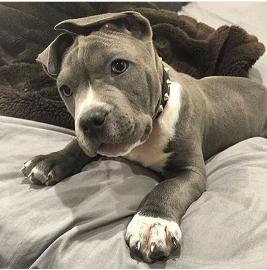 Wunderbarer Pitbull zur Adoption