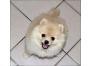 MINI Zwergspitzwelpen/Pomeranian