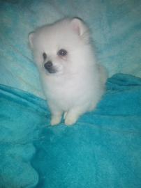 S��es Boo Pomeranian Zwergspitz