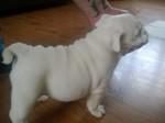 English Bulldog
