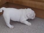 English Bulldog