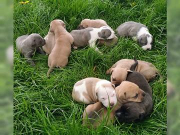 Reinrassige American Pit Bull Welpen