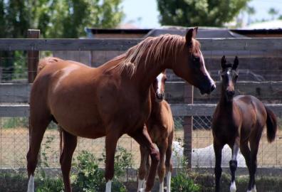 Wir haben zwei s��e und gut ausgebildete