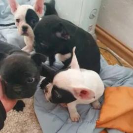 Super Franz?sische Bulldogge Welpen zu