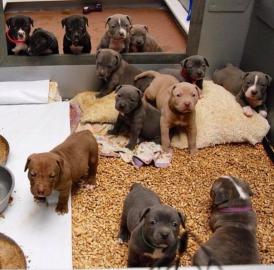 Am-Staff/Pit-Bull- WHATSAPP: 00436811084