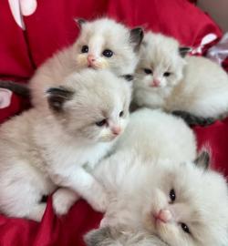 Selbstaufgezogene Ragdoll-K�tzchen