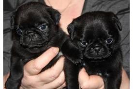 Schwarz und beige Mops Welpen