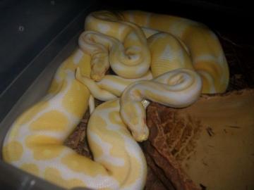 Verkaufe meine 1. 1 Albino K?nigsPython