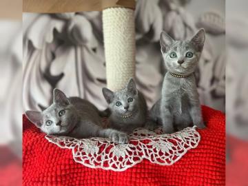 Reinrassige Russischblau Kitten mit Stam