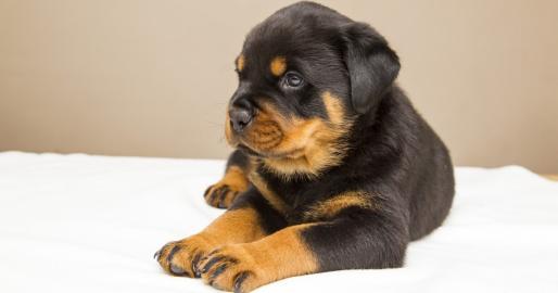 Rottweiler WhatsApp (+49 1577 5146118)