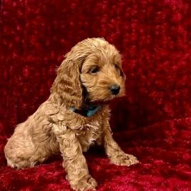 Cavapoo-Welpen WhatsApp