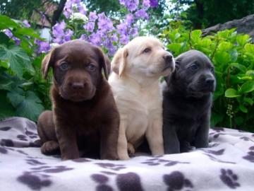 Bildsch�ne Labrador Welpen mit Papieren. 