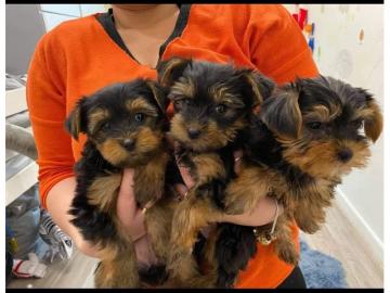 S?sse Mini Yorkshire Terrier Welpen