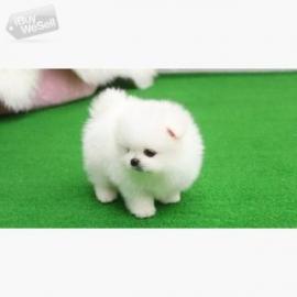 Super Pomeranian zu verkaufen