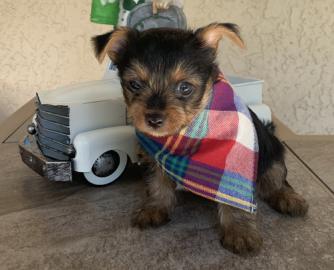sch?ne Teetasse von Yorkie-Welpen