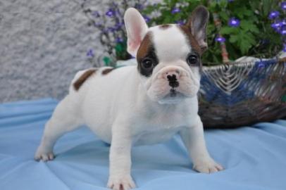Franz?sische Bulldog Welpen mit Papieren