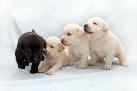 Labrador Welpen mit Papieren whatsapp Nu