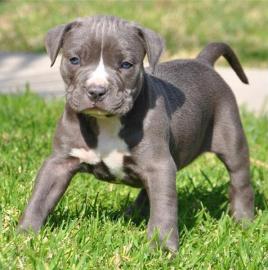 Hervorragende Pitbull Welpen zu verkaufe