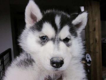 Reinrassige Siberian Husky Welpen abzuge