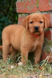 Wundersch�ne Labradorwelpen in Sonderfar