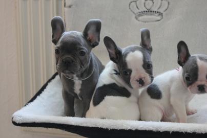 Franz�sische Bulldoggen Welpen