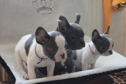 Franz�sische Bulldoggen Welpen