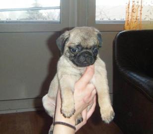 Mops Welpen (ein hundert und drei�ig EUR