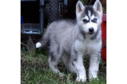 Wundervolle kr�ftige Husky Welpen. 