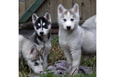 Wundervolle kr�ftige Husky Welpen. 