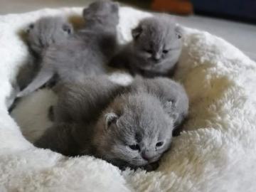 Reinrassige BKH Babies