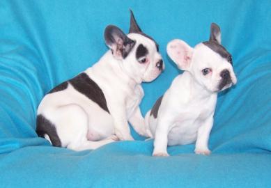 s��e franz�sische Bulldoggen Welpen