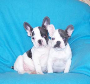 s��e franz�sische Bulldoggen Welpen