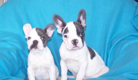 s��e franz�sische Bulldoggen Welpen