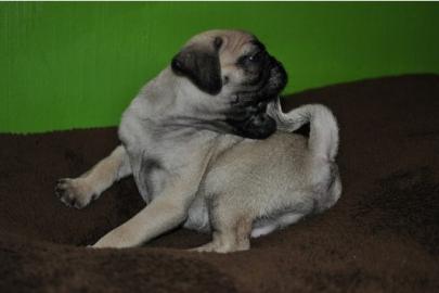 wundersch�ne Mops welpen