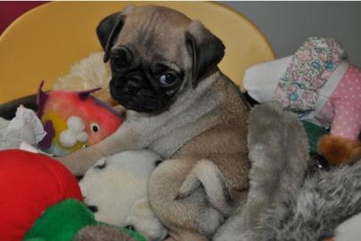 wundersch�ne Mops welpen
