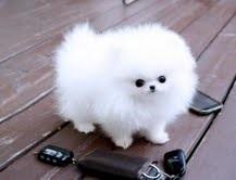 Zwergspitz Pomeranian Welpen mit papiere