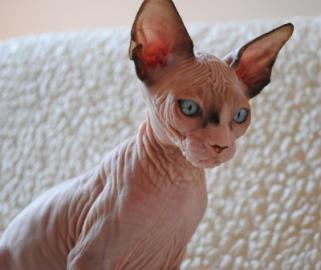 Sphynx sch�ne blau�ugige K�tzchen