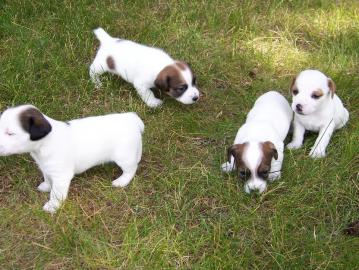 Jack Russell Terrier Welpen