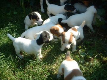 Jack Russell Terrier Welpen