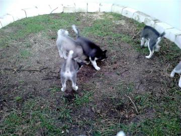 zuckers��e reinrassige siberian Husky