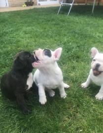 liebevolle franz?sische Bulldoggenwelpen