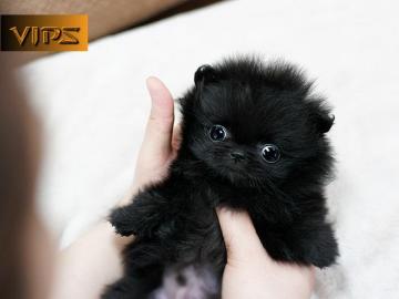 Herzige Zwergspitz ( Pomeranian ) und Kl