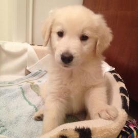 Golden Retriever-Welpen