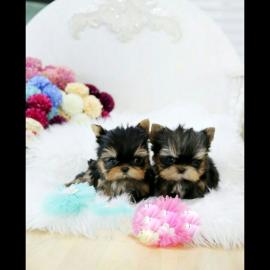 S��e Yorkshire Terrier